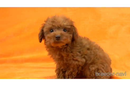 成約済の東京都のタイニープードル-154163の4枚目